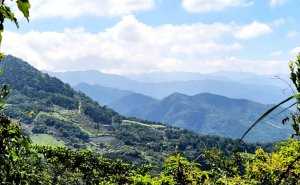 坪林三星，雙扇蕨的天堂，鬼子瀬尖山（大尾山）