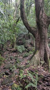 20251127菁苗步道-紅樓秘境-環七星步道O型