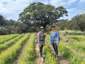 2025 桃園戀戀魯冰花 大北坑遊(主會場) 百年眾伯公(客家文化園區) 三水市民活動中心 (米食文化園區)