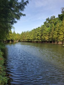 Ubike鶯歌＞中庄吊橋＞月眉濕地＞大溪老街