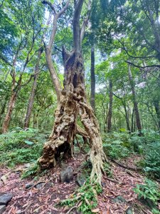 八五山古道賞九穹奇樹 尋鳥嘴下山（煤源山）