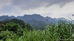 《台中》觀九九峰｜霧峰青桐林生態步道群20251109