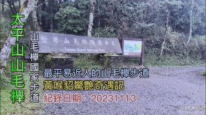 「太平山山毛櫸國家步道」實況導覽,最平易近人的山毛櫸步道,黃喉貂驚艷奇遇記