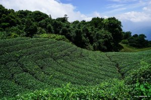 【嘉義】龜仔頭上二尖山走太平山下樟湖