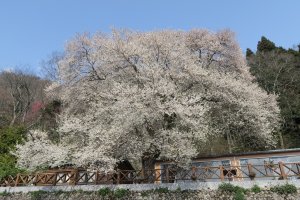 【賞花】觀霧國家森林遊樂區雪白霧社櫻盛開即將登場！