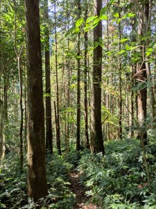[新竹] 水田林道上外鳥嘴山