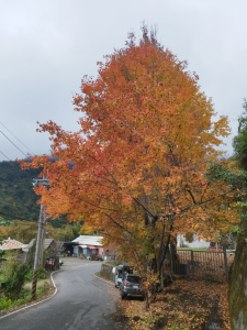 [新竹尖石][三]屯野生台山(秀巒山)、石麻達山、錦屏山、宇老派出所