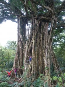 【台東】知本林道尋樹記～大白榕，及我的，一百種樣貌