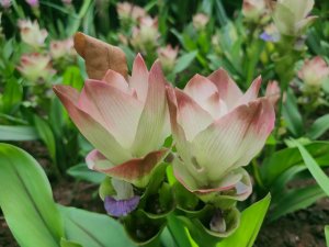 ［健康大穀東，台北趴趴走］（12~14）：榮星、林森、花博公園
