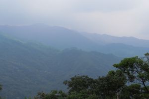 山峽五寮尖賞桐花 20180505