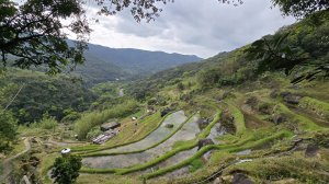 搭公車下車即抵達，台北市賞櫻最後一波，橘咖啡及內厝溪櫻木花廊的吉野櫻即將大爆發，要去要快，大崎頭步道