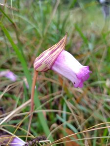 關刀山西峰 關刀山 關刀山東峰 西關刀山北峰 西關刀山北北峰