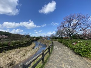 🚗從淡金公路出發｜三生步道櫻花與田園風光・春日療癒散步