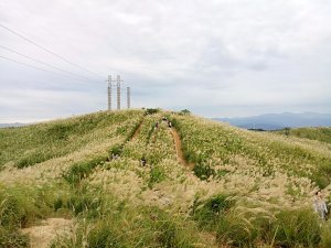 【坐捷運就可到】-樹林三角埔頂山賞芒之旅