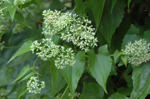 【新聞】防除「綠癌」要及時 小花蔓澤蘭防治月活動開跑