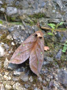 石盤坑 墘溪 橫屏山西峰 橫屏山