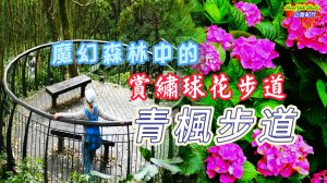 魔幻森林中的賞繡球花步道【青楓步道 】賞繡球花正是時候過了再等一年