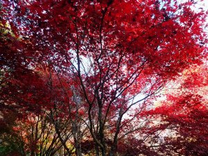梨山賓館-福壽山農場賞楓-更猛山-天池, 快來喔! 楓葉正紅
