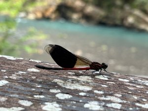 內洞森林遊樂區