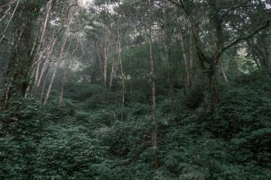 溪頭天文台步道