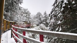 2021/1/9太平山雪景