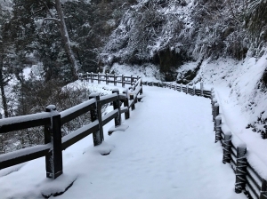 【新聞】拉拉山下大雪了！ 神木林區銀色美景踩出雪腳印