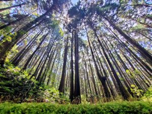 李崠山、泰平山、高義蘭山縱走