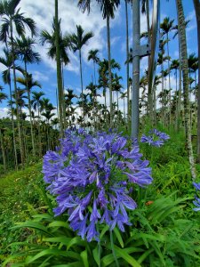 【嘉義 | 番路】大湖尖山山尖尖