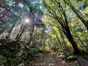 【台中和平】蟲鳴鳥叫聲迴盪在林間。 谷關七雄~波津加山步道(大雪山線)