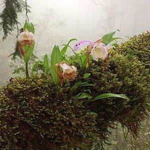 【植物】台灣樹冠層生態研究筆記