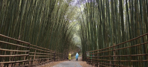 烏嘎彥竹林步道+南勢山北峰+熊佧山 O型-2025/04/05