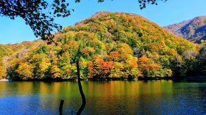 秋田縣白神山地十二湖
