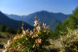 高山小花留影