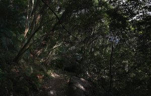 谷關七雄老五東卯山｜中部最經典的練坡聖地，越野跑者必跑的一座山