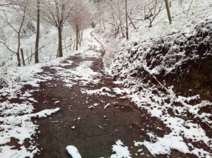 【新聞】寒流續發威下探 東眼山、雪霧鬧2年來首度下雪