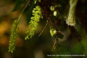 只留下餘溫 ｜2026．D0117 扁球羊耳蒜