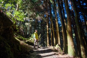 漫步檜山巨木群悠閒森林浴