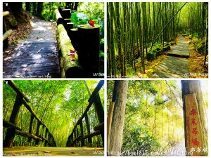 迷糊步道。米洋溪步道。百年茄苳巨木。樂米吊橋