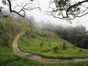 《南投》茶香觀潭｜魚池貓囒山步道