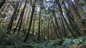【南投】信義金柑樹山｜嶺頭山｜忘憂森林｜小百岳