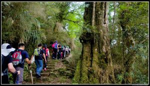 阿里山奮起湖大凍山 回憶相簿