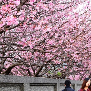 【台北市】陽明山東西大縱走＋平菁街賞櫻
