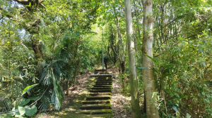 樹梅坑登山步道
