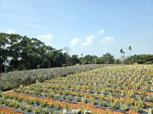 【彰化】員林藤山步道x田尾公路花園