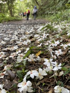 步道巡訪員 l 聖母登山步道五月份巡訪