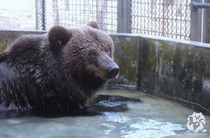 【保育】13隻野生動物大使 認養計畫－棕熊（鮭魚）