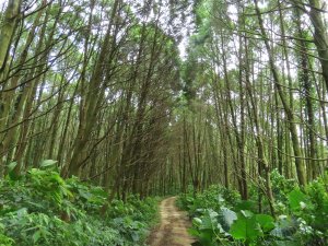 白石湖山 走 麥樹仁山