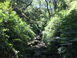 【新北烏來區】美鹿山南峰、美鹿山、拔刀爾山