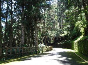 【新聞】藤枝森林遊樂區開放到六月底，想入園快上網申請