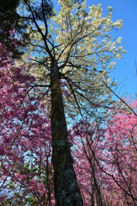 觀霧森林、加草花園